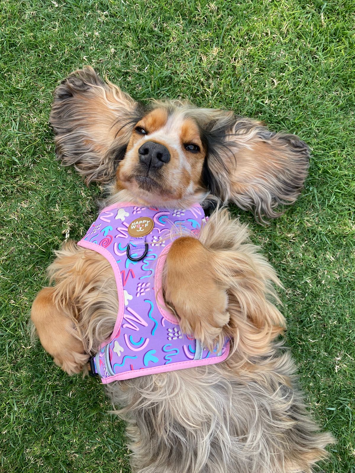 Dog Adjustable Harness | Candy Swirl