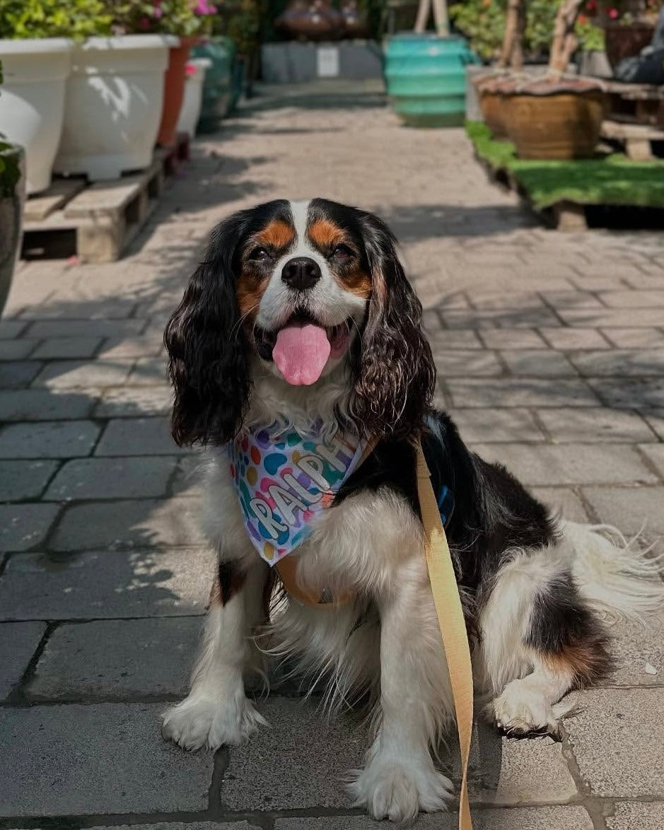 Dog Cooling Bandana | Jelly Bean