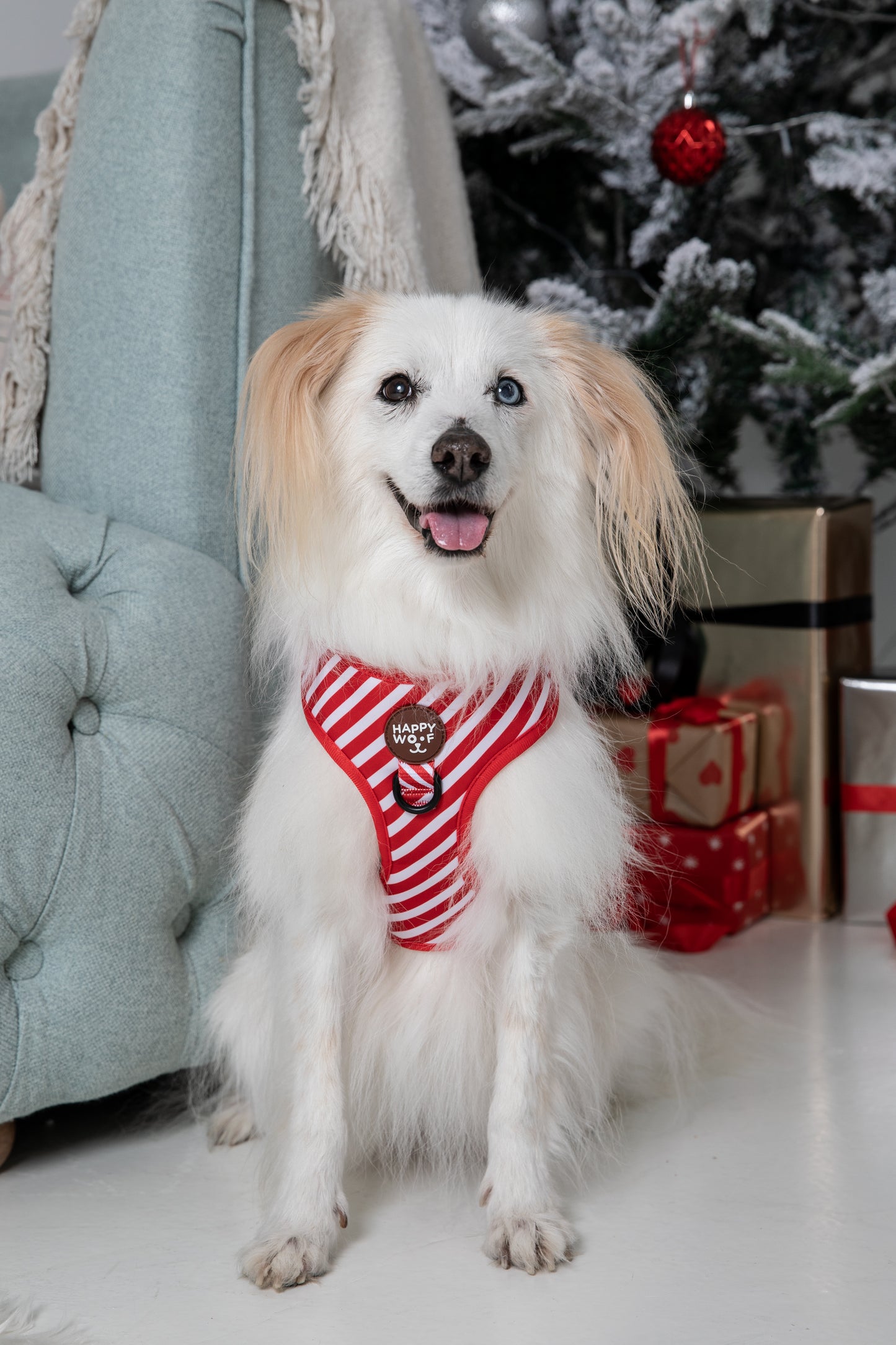 Dog Adjustable Harness | Scarlet Dream