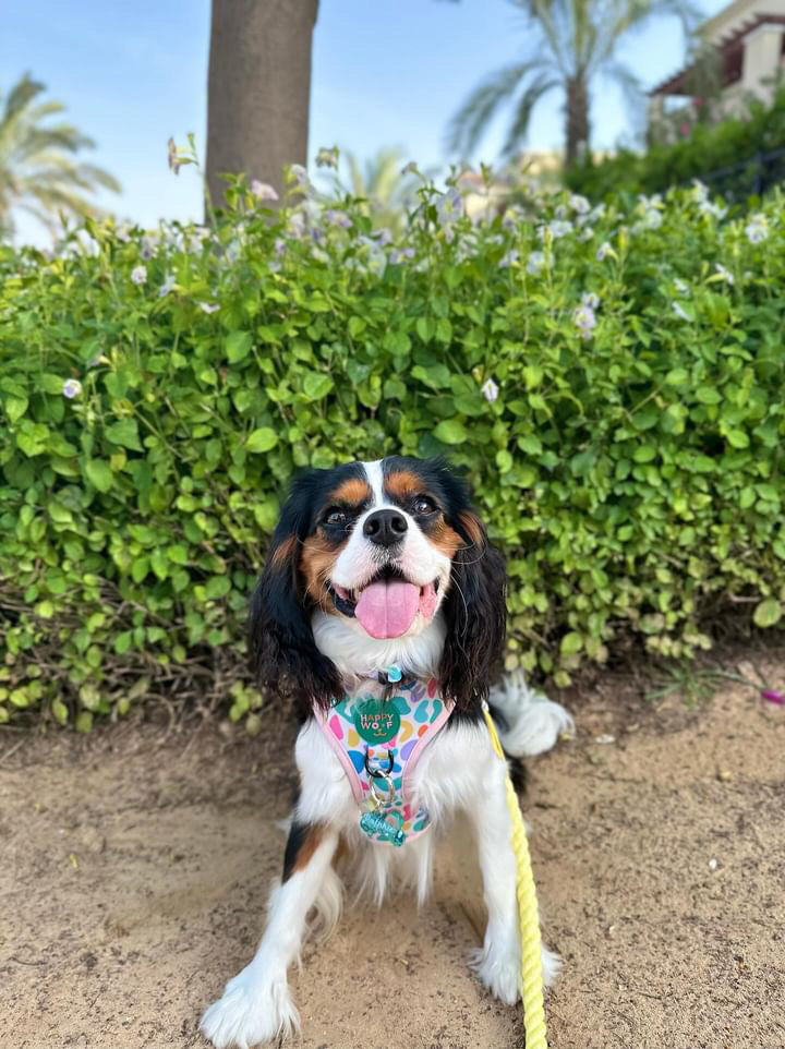 Dog Adjustable Harness | Jelly Bean