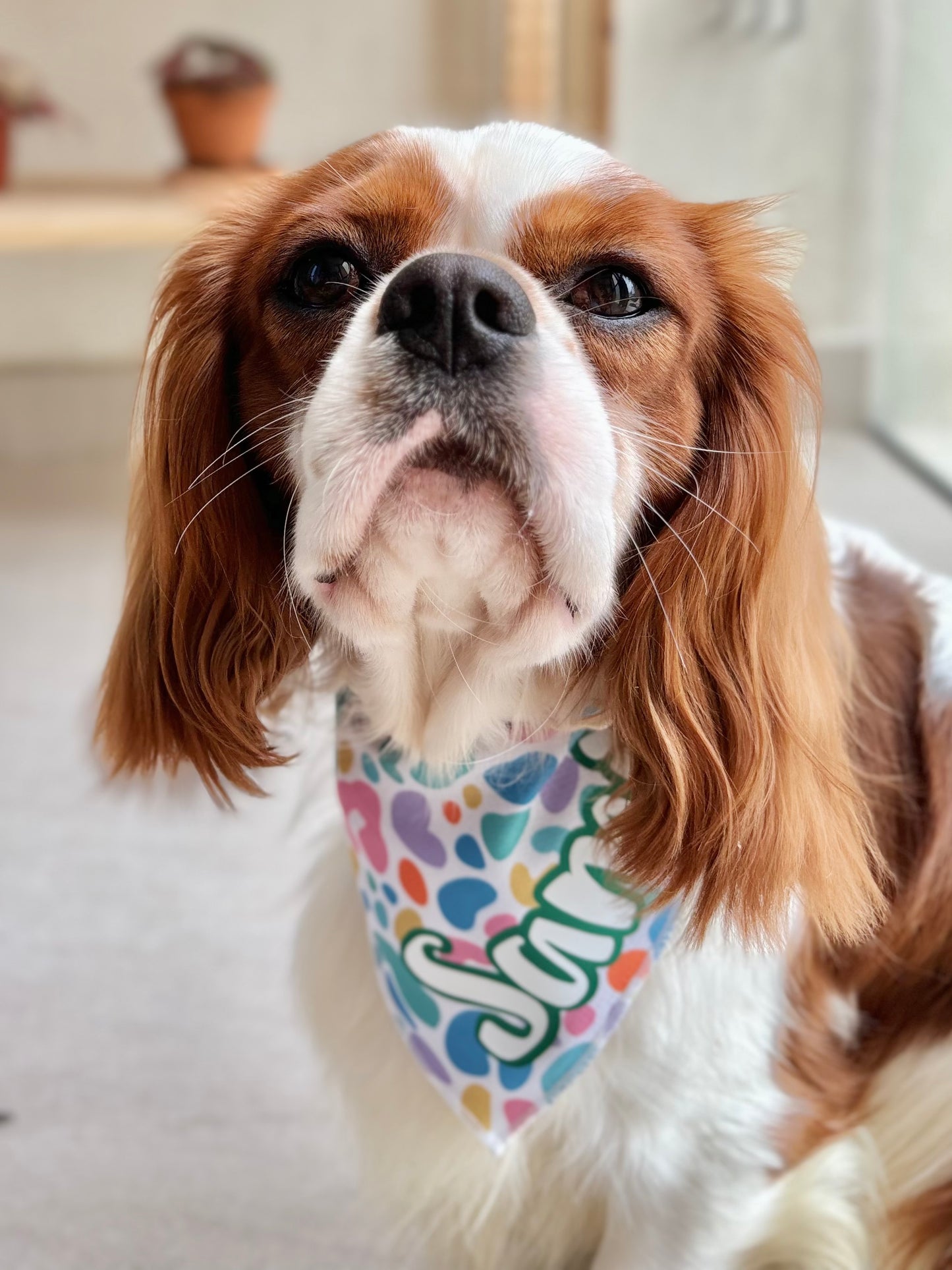 Dog Cooling Bandana | Jelly Bean
