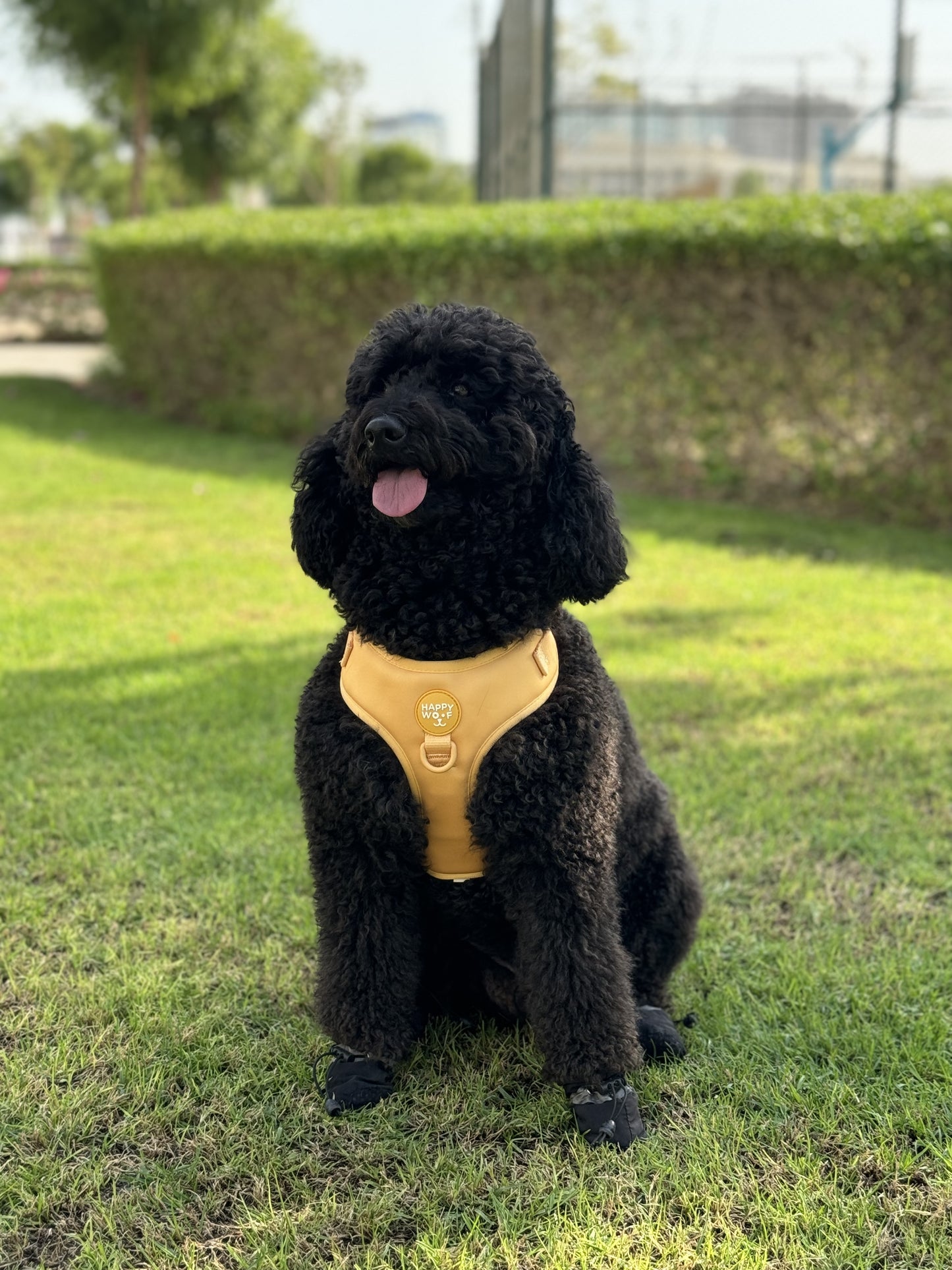 Dog Adjustable Harness | Butter Pup