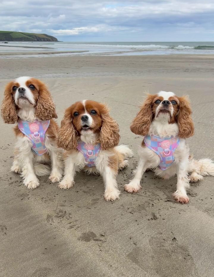 Dog Adjustable Harness | Flower Power