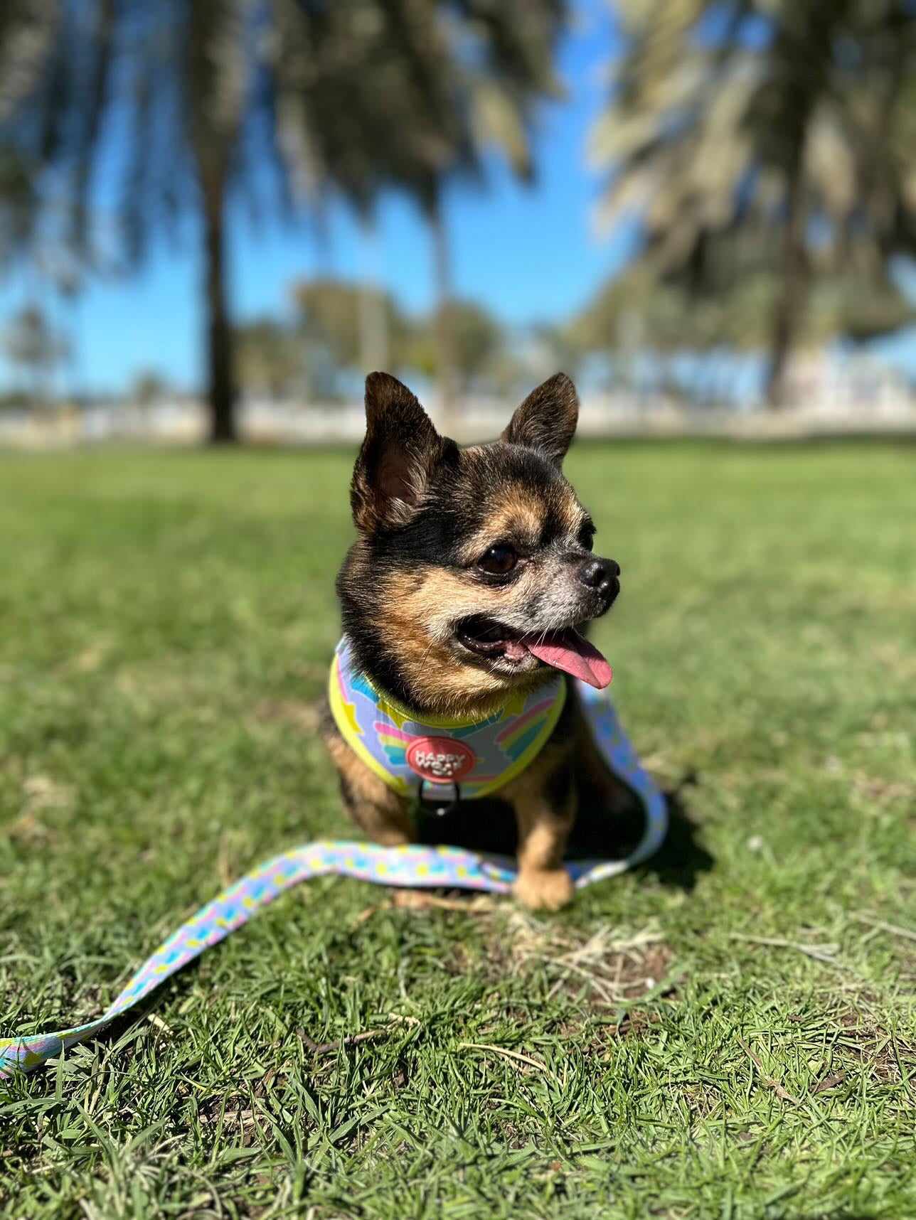 Dog Adjustable Harness | Rainbow Star
