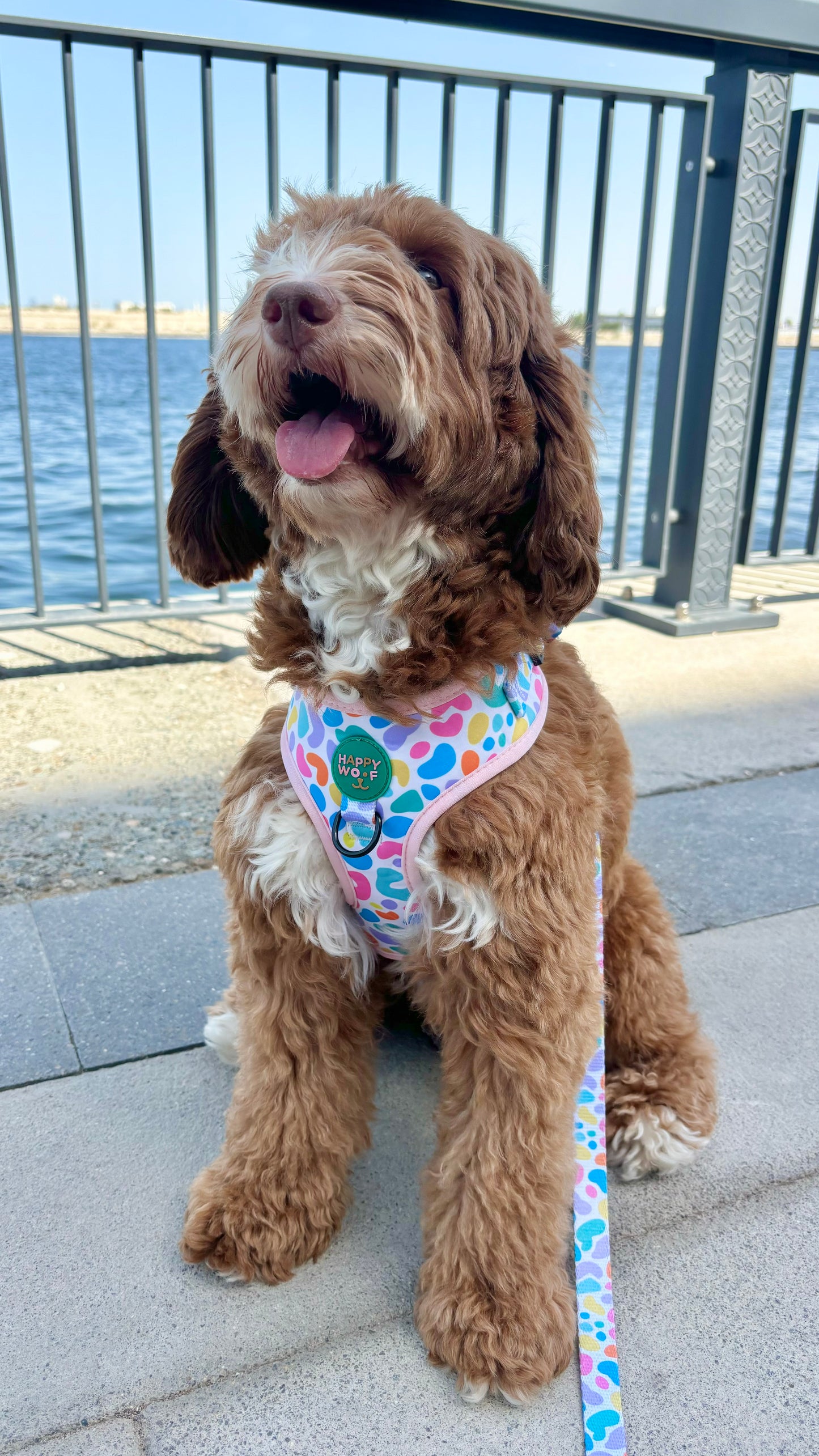 Dog Adjustable Harness | Jelly Bean