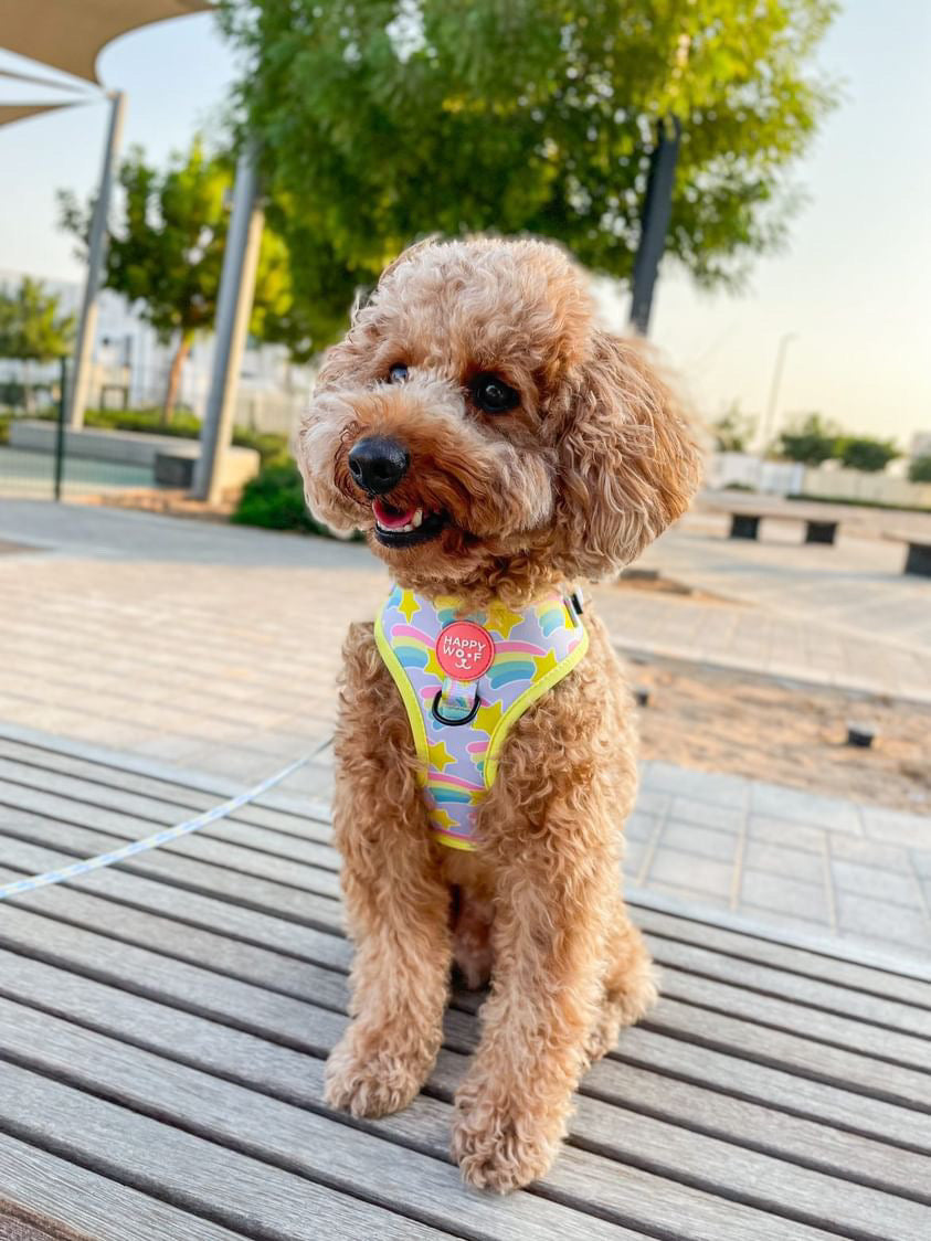 Dog Adjustable Harness | Rainbow Star