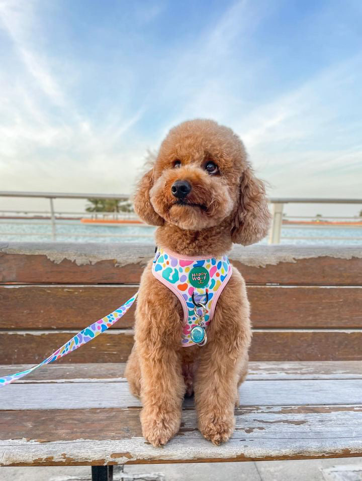 Dog Adjustable Harness | Jelly Bean