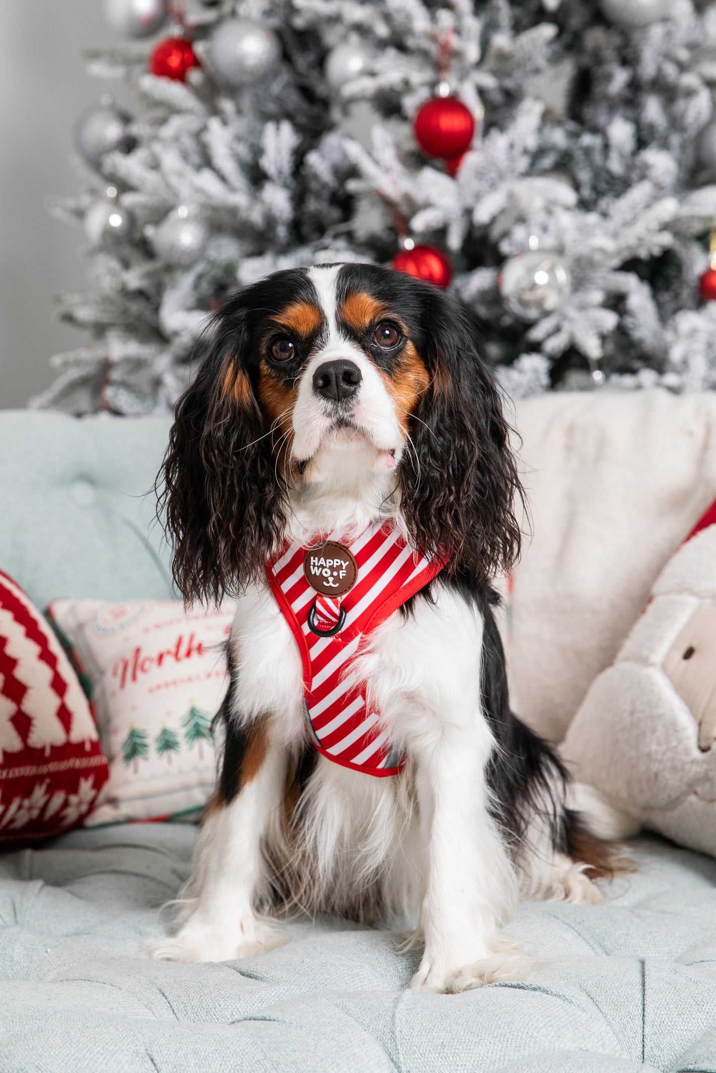 Dog Adjustable Harness | Scarlet Dream