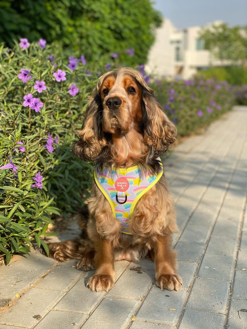 Dog Adjustable Harness | Rainbow Star