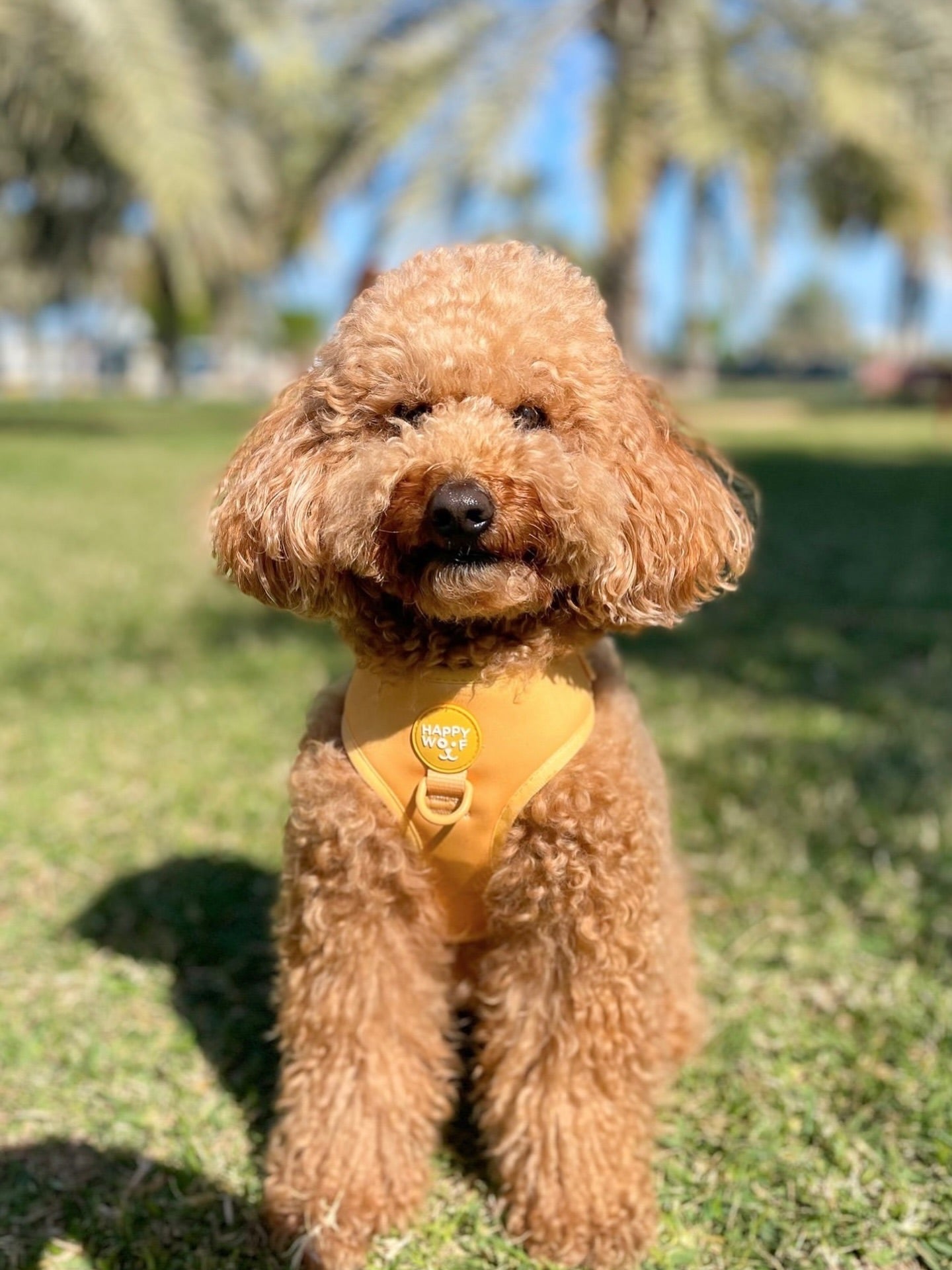 Dog Adjustable Harness | Butter Pup