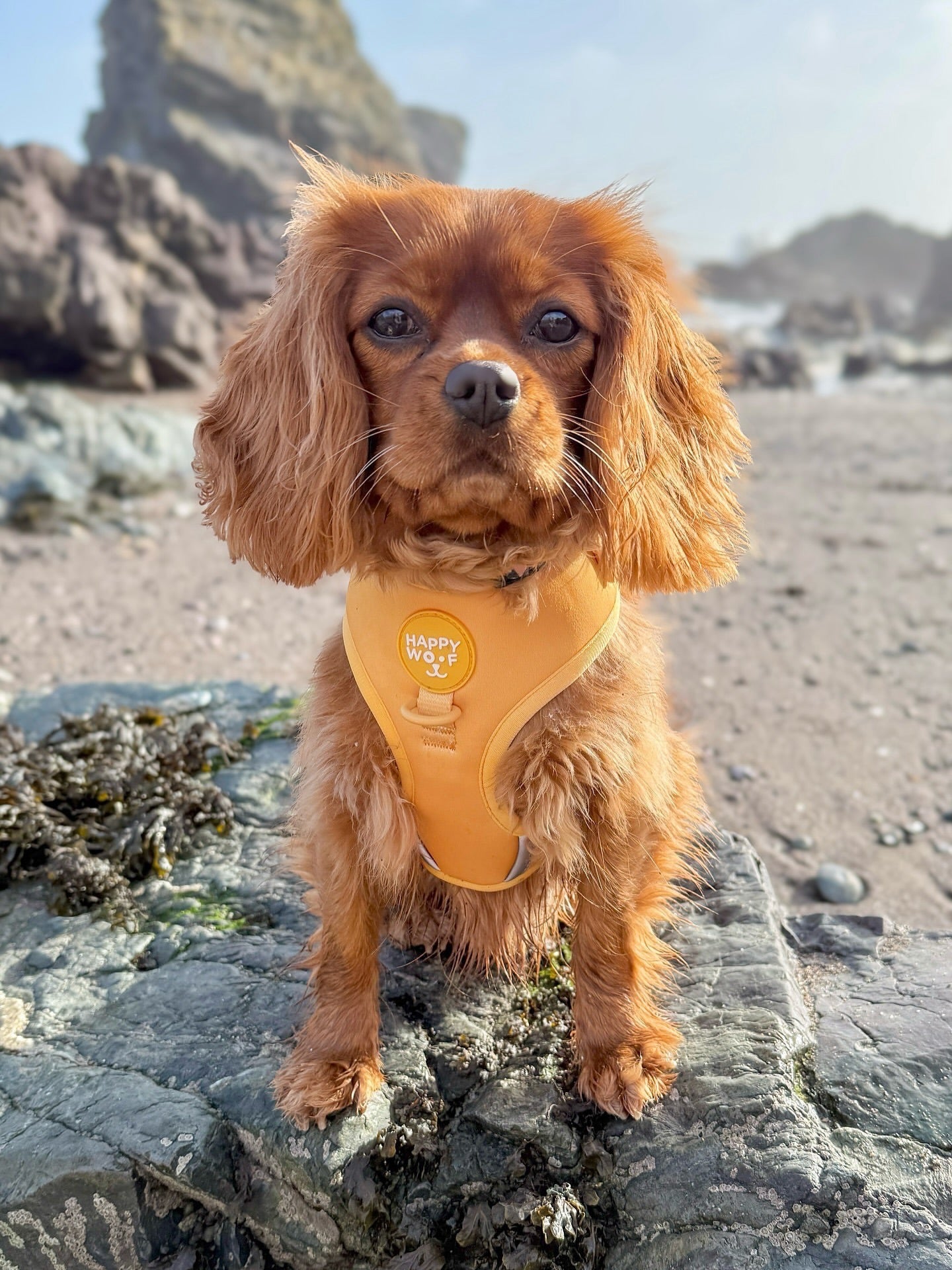 Dog Adjustable Harness | Butter Pup