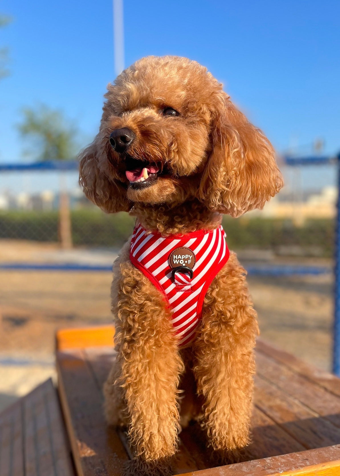 Dog Adjustable Harness | Candy Cane