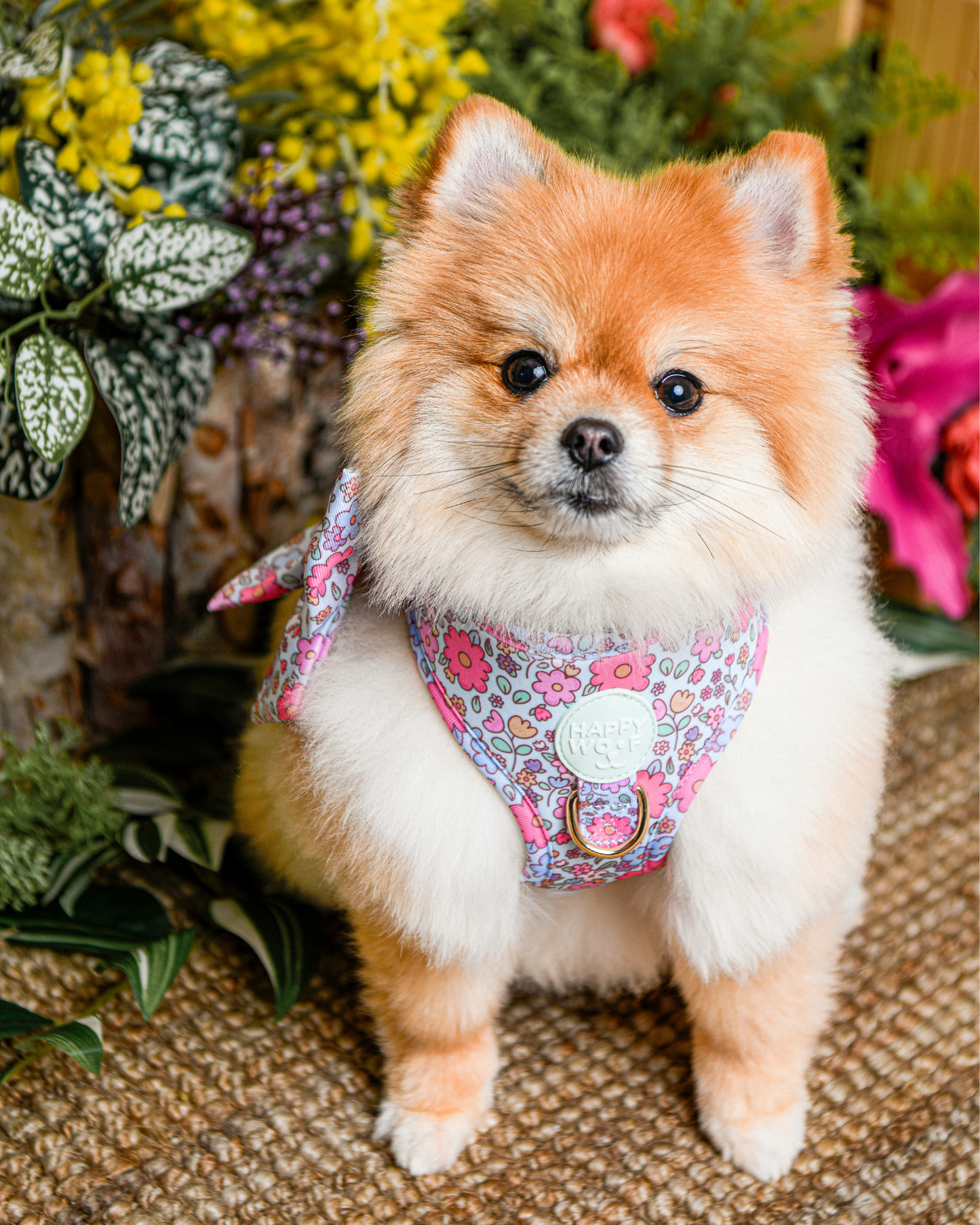 A cute pomeranian dog modeling a Misty Dream floral adjustable dog harness