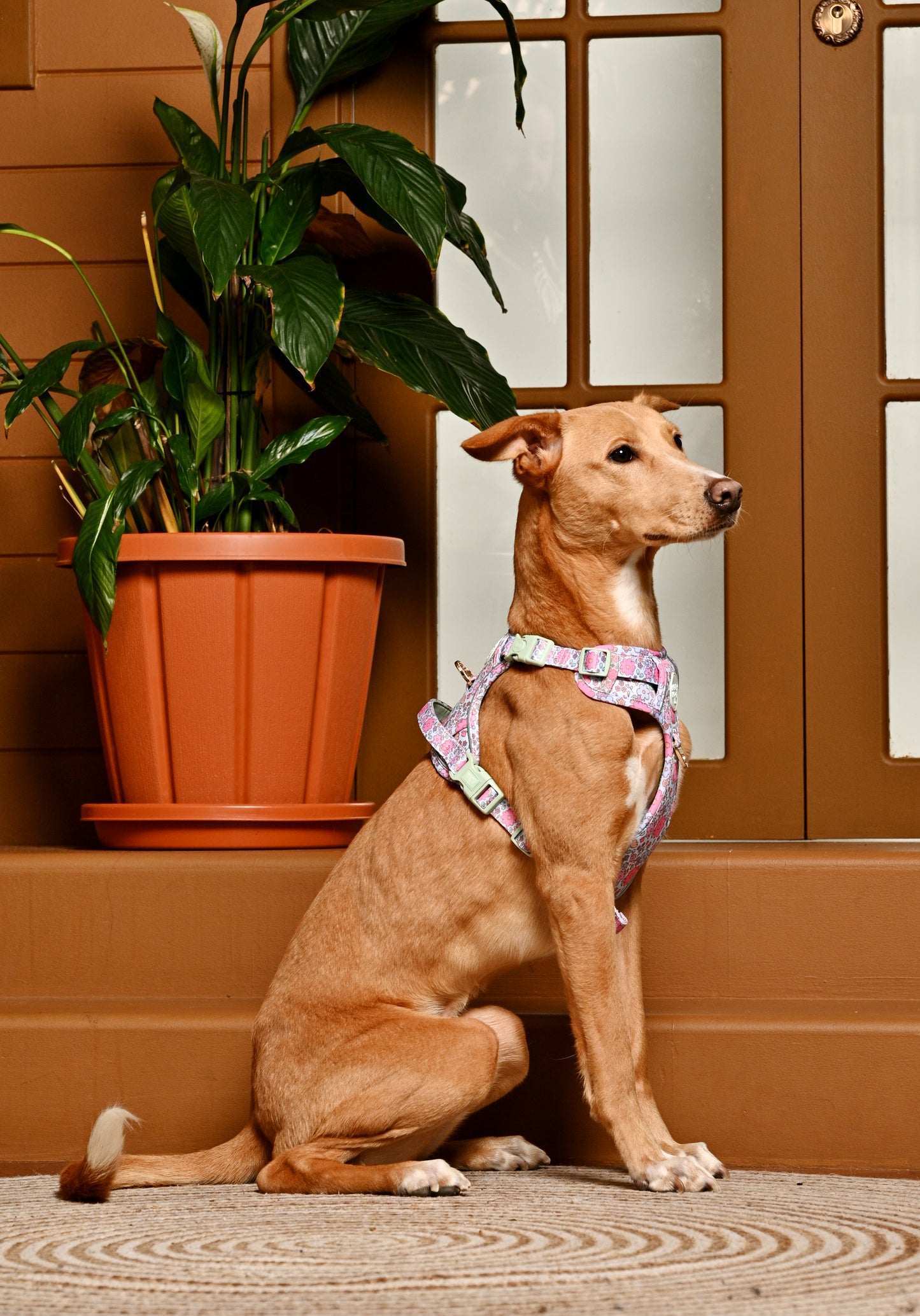Dog Tough Harness | Misty Dream