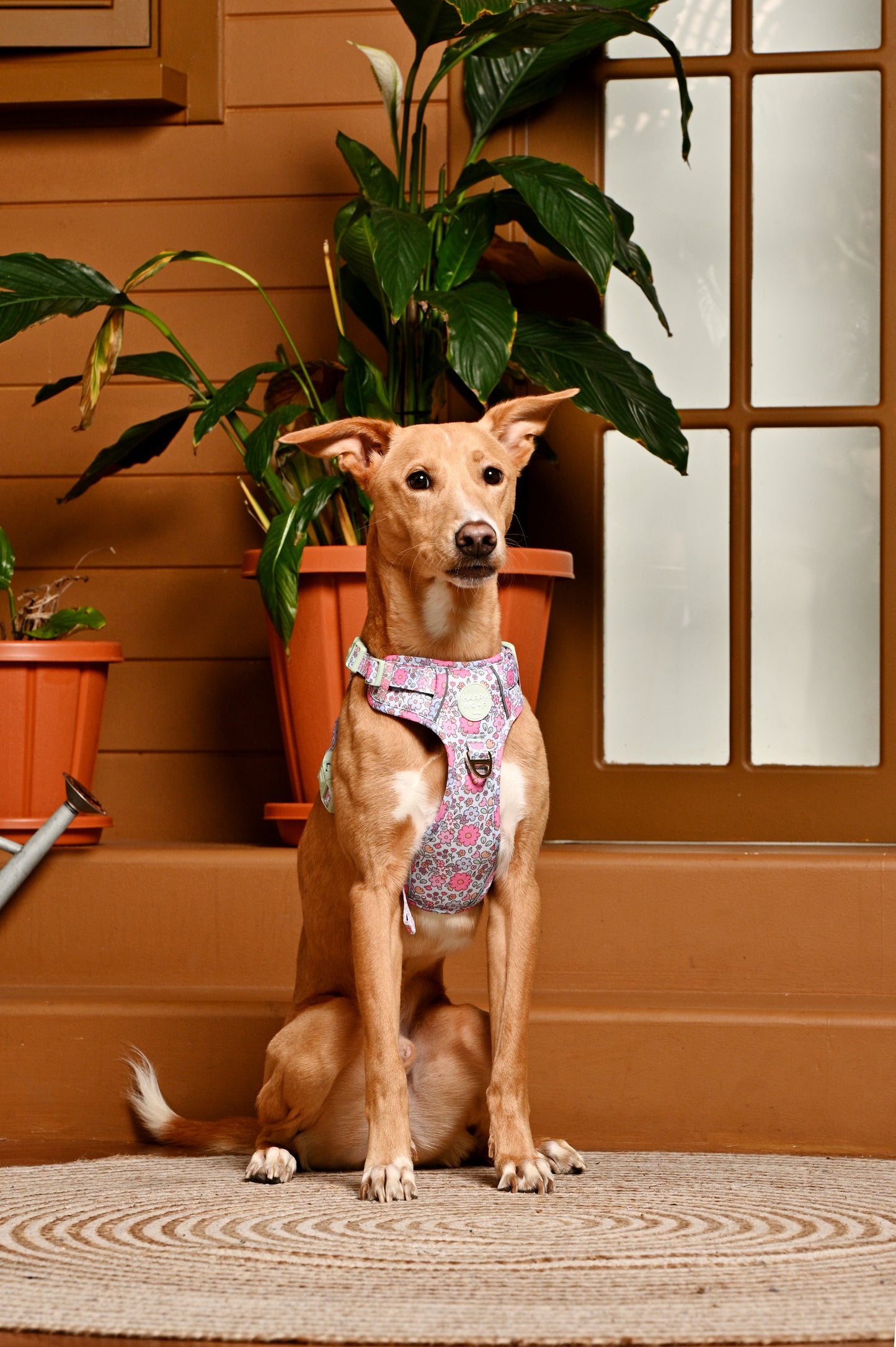 Dog Tough Harness | Misty Dream