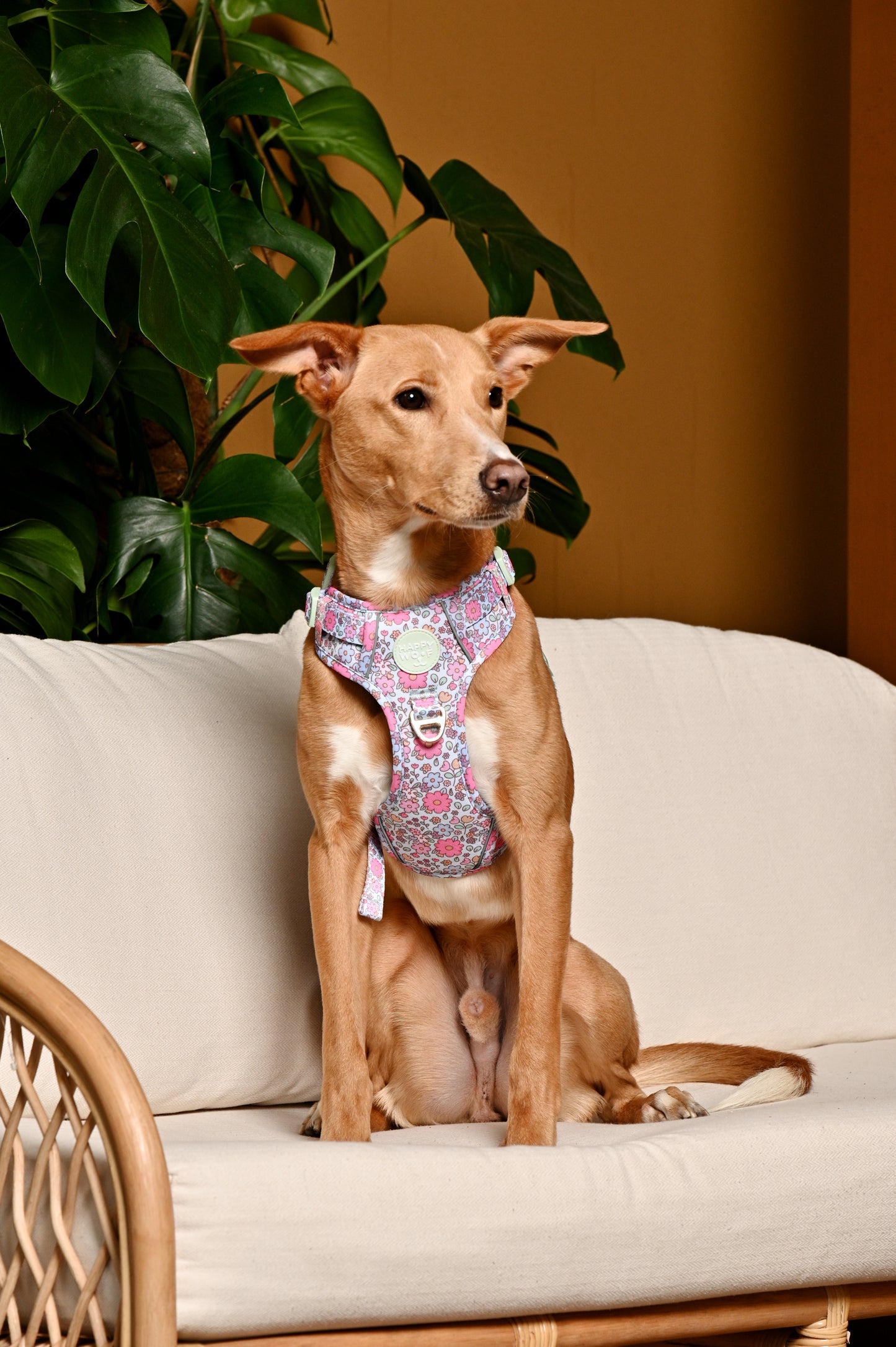 Dog Tough Harness | Misty Dream