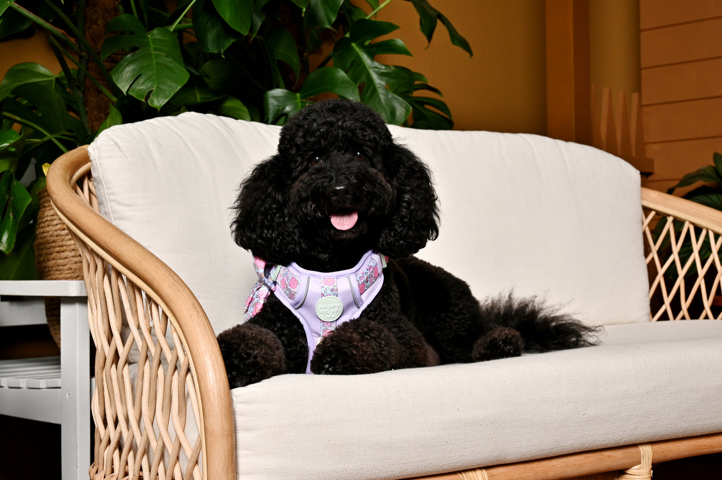 Dog Wander Harness | Misty Dream