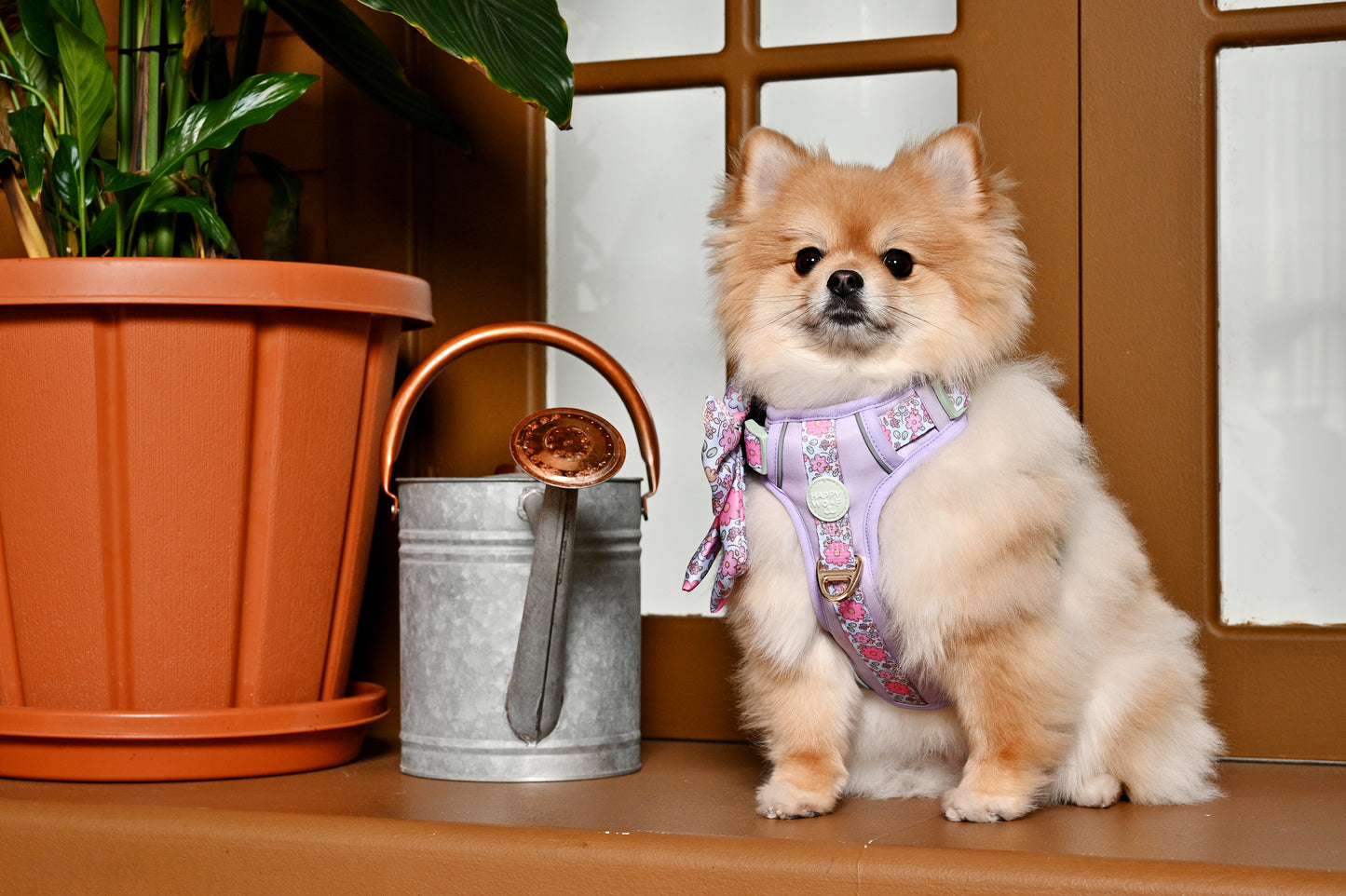 Dog Wander Harness | Misty Dream