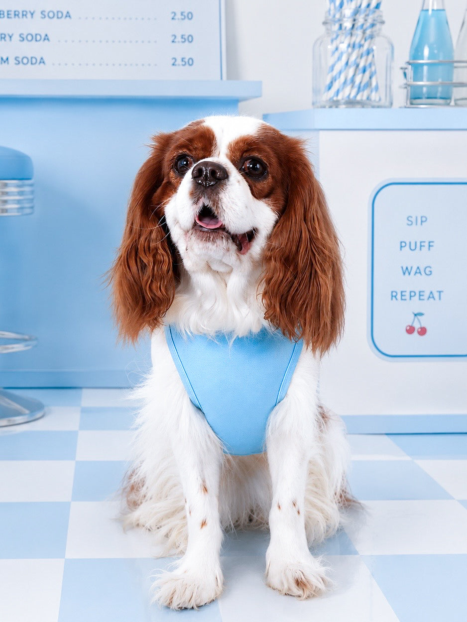 Cavalier King Charles Spaniel wearing the Happy Woof Soda Pup Cooling Vest in blue to help stay cool during warm weather.